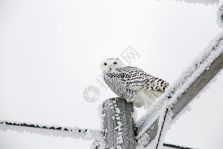 冬霜雪雪猫白霜编队季节风景雪鸮水晶冷冻高清图片