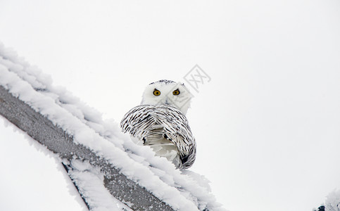 冬霜雪雪猫水晶冷冻编队风景雪鸮白霜季节高清图片