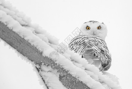 冬霜雪雪猫编队风景白霜水晶冷冻季节雪鸮高清图片