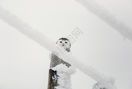 冬霜雪雪猫季节雪鸮冷冻白霜水晶编队风景高清图片