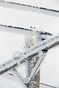 冬霜雪雪猫白霜雪鸮编队水晶风景季节冷冻高清图片