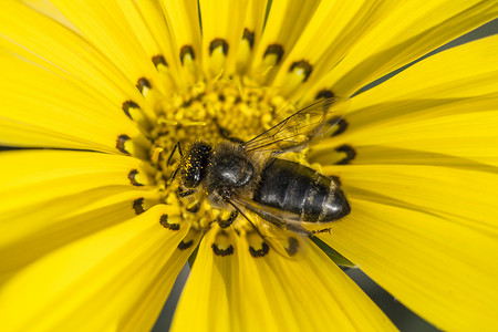 收集花粉和花蜜的黄菊花上的蜜蜂高清图片