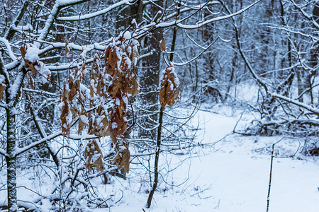 森林冬天的冬季 棕橡树叶挂在树枝上 白雪覆盖着树枝 而树林背景中下雪高清图片素材