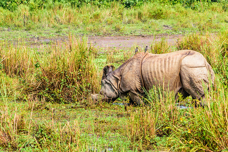 印度犀牛野外动物旅游目的地高清图片