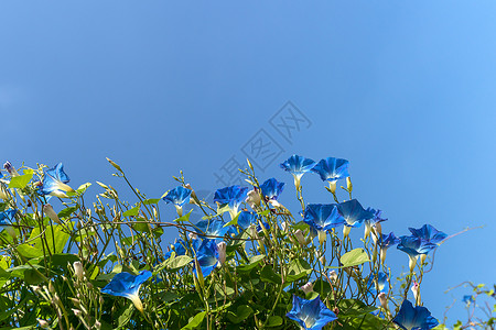 荣耀绽放海报清晨花朵 蓝色天空荣耀树叶蓝花园艺藤蔓植物学植物群公园植物叶子背景