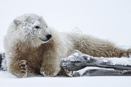 北鲣鸟捕食北极熊 北北极捕食动物决斗成人旅行毛皮生物婴儿捕食者危险食肉栖息地背景