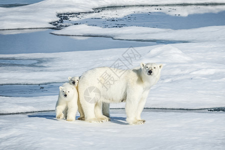 雪熊北极熊 北北极捕食动物海洋海事捕食者荒野漂移母性野生动物苔原自然蓝色背景