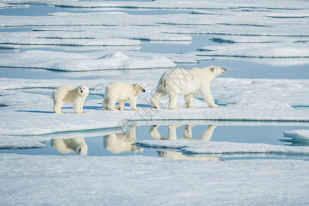 北鲣鸟捕食北极熊 北北极捕食动物危险艺术海洋栖息地漂移捕食者苔原天气童年海事背景
