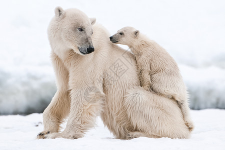 北鲣鸟捕食北极熊 北北极捕食动物栖息地食肉斗争荒野猎人哺乳动物蓝色自然毛皮生物背景
