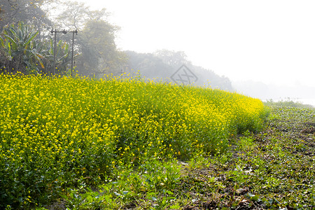 文字之美素材盛开的油籽田全景 美丽的乡村景观与盛开的油菜花 初秋的乡村早晨 印度北部 复制照片左上角的文字空间背景