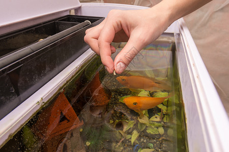 给水族馆鱼类提供干燥大型食物鱼友水族慈母早餐均衡投掷午餐鹦鹉养殖慈鲷背景图片