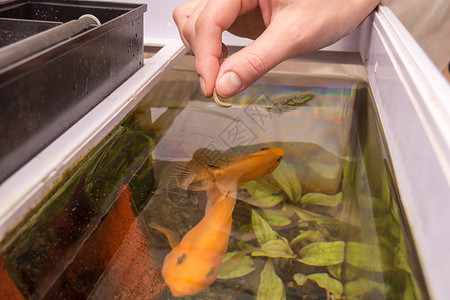 给水族馆鱼类提供干燥大型食物宠物慈母鹦鹉投掷慈鲷早餐均衡午餐水族养殖背景图片