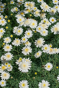 花朵床作为花岗背景玫瑰白色绿色植物群花地花坛花卉花瓣植物园林背景图片