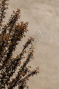 墙背景与一棵树相提并论树木叶子生长绿色植物树叶墙纸背景图片
