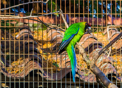 大闸蟹新上市来自新喀里多尼亚的鹦鹉 坐在养殖处树枝上 受到威胁的鸟种处于弱势地位 5月18日背景