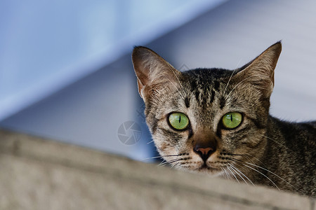 绿眼猫棕绿猫 绿眼小猫棕色猫咪眼睛灰色动物宠物鼻子虎斑毛皮背景