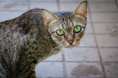 绿眼猫棕绿猫 绿眼虎斑哺乳动物宠物猫科眼睛灰色鼻子小猫动物毛皮背景