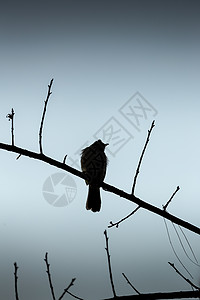 孤月山城树枝上孤鸟的冬休月动物生活生物灰色孤独野生动物公园天空荒野背景