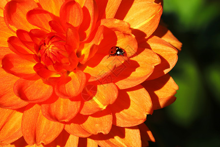 花园中的橘子大丽花 美丽的橙子大丽菊的图片背景