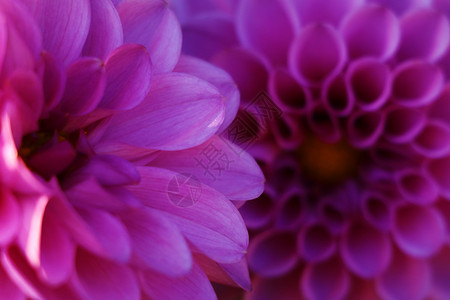 紧贴的粉红色大丽花朵 Dahlia花朵背景图片