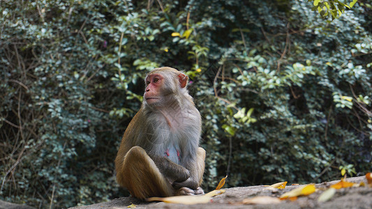 猴 雨林中的猴猕猴 自然环境中的猴子荒野生活生物动物红树哺乳动物水果灵长类野生动物食物泰国高清图片素材