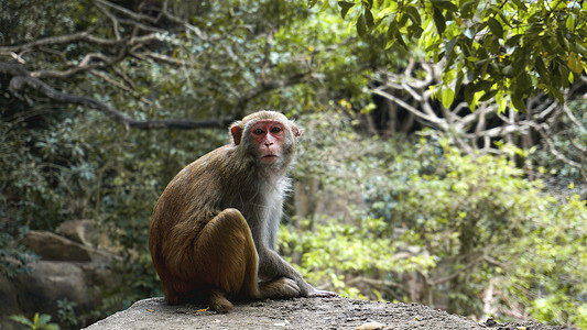 猴 雨林中的猴猕猴 自然环境中的猴子野生动物生活动物园面包屑毛皮女性友谊哺乳动物森林丛林猿高清图片素材