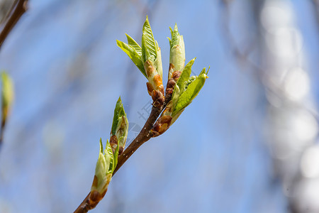春天自然的觉醒天气森林树林太阳树叶阳光树木花蕾季节高清图片