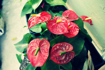 红花和绿叶绿色植物红色背景图片