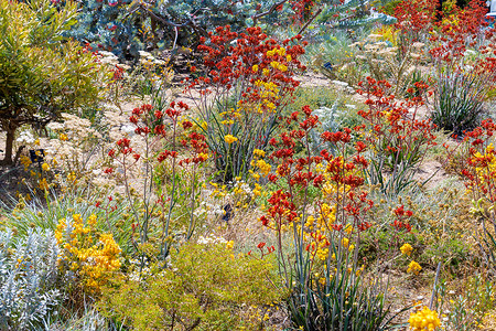 王者荣耀之瑶在珀斯植物园的花朵盛开 收藏着西澳大利亚州的鲜花之宝背景
