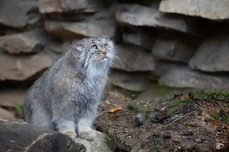 帕拉斯猫Pallas的猫 奥托科洛布马奴猫科野生动物哺乳动物岩石濒危生活荒野动物食肉野猫背景