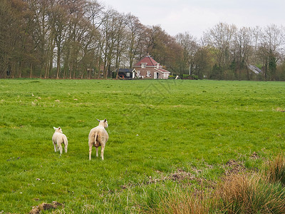 被刮胡子的羊哺乳动物牧场场地羊肉家畜草地羊毛农村农业白色春天高清图片素材