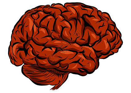 白色背景的人类大脑插图( A)背景图片