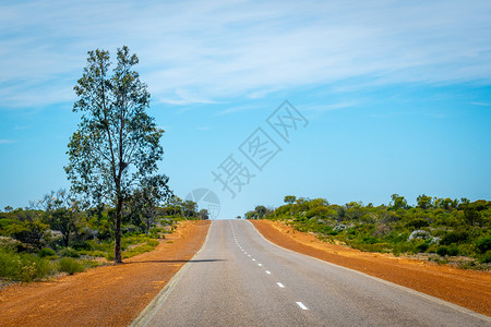 在澳大利亚灌木丛中 只有树站在直道旁边背景图片