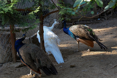花孔雀室外孔雀的肖像蓝色绿色优雅水彩热带活力野生动物羽毛尾巴插图背景