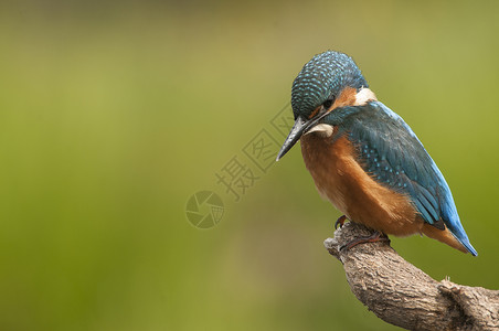 猎人与鸟素材Kingfisher 阿尔西多在此 嵌入生物学生态钓鱼翠鸟荒野动物蓝色羽毛栖息金属背景