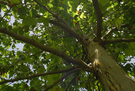 Platanus 乙基叶波利亚 Allergens植物植物学街道飞机疫苗绿地叶子针叶梧桐杂交种花粉背景图片