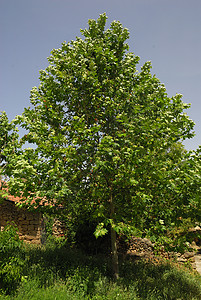 Platanus 乙基叶波利亚 Allergens植物针叶杂交种飞机公园绿地荒野花粉街道梧桐叶子背景图片