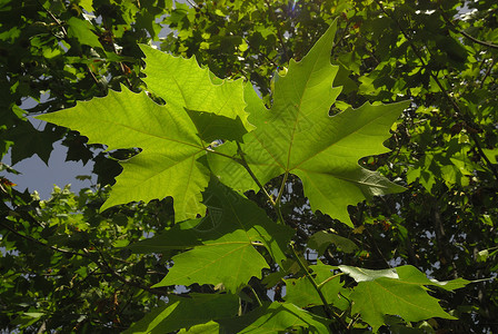 Platanus 乙基叶波利亚 Allergens植物梧桐植物学荒野被子公园绿地浆果街道花粉过敏背景图片