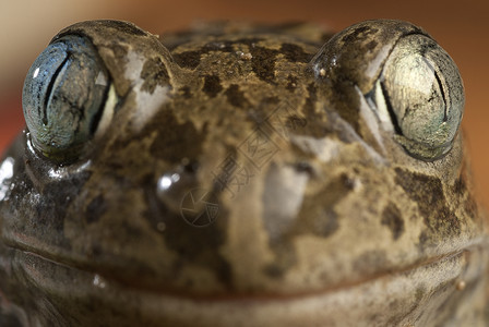 长矛Spadefoot 蛤蛙 地表栽培植物 两栖动物宏观青蛙栖息地池塘动物群生物学苔藓球状环境荒野背景