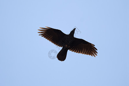 雷文 - 科沃斯 Corax 飞向蓝天背景