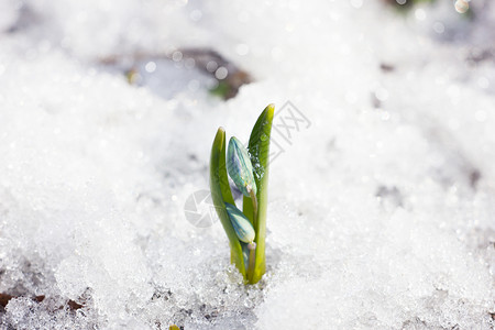 雪绵豆沙春林的春雪花和水滴 在春天森林上背景