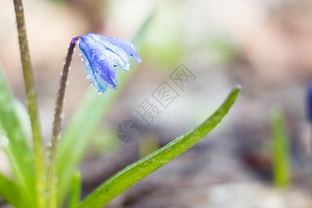 蓝雪滴 春天的第一朵花生长雪花植物花束蓝花森林植物群叶子花朵草地背景