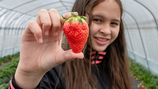 亚裔美国人女孩手持草莓摘草莓酸奶水果孩子小吃食物童年饮食营养温室背景图片