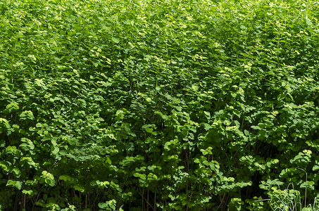南方公园春季自然绿树林露地背景(南公园)背景图片