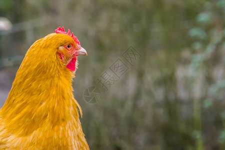 鸡肉的面部在近缝里 一个受欢迎的农场动物的肖像背景图片