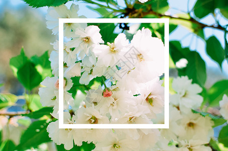 春红樱花树的白边框图象背景图片