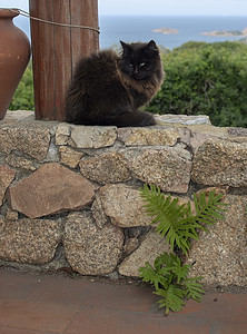 深棕色的猫自然甜的高清图片