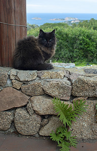 深棕色的猫鼻子甜的高清图片