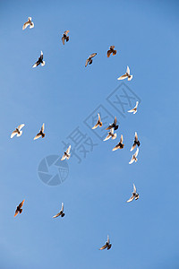 鸟群在蓝天飞翔野生动物天空团体鸟类飞行航班羽毛自由蓝色背景图片