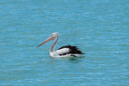 西澳大利亚州鲨鱼湾周围漂浮的Pelican游泳高清图片素材